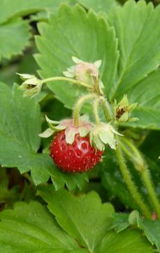 Erdbeere|Fragaria 'Cupido'  -S-