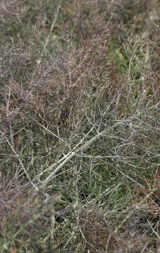 Roter Fenchel | Foeniculum vulgare 'Atropurpureum'