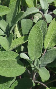 Englischer Salbei | Salvia officinalis 'Growers Friend'