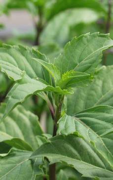 Paprika-Basilikum | Ocimum selloi 'Green Pepper'
