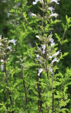 Filigran-Salbei | Salvia namaensis