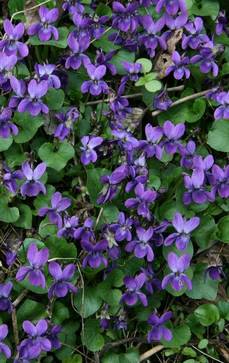 Duftveilchen | Viola odorata