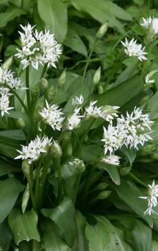 Bärlauch | Allium ursinum