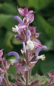 Muskateller-Salbei | Salvia sclarea var.turkestanica