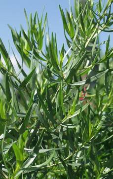 Französischer Estragon | Artemisia dracunculus 'French Tarragon'