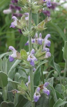 Marzipan-Salbei | Salvia officinalis 'Nazareth'