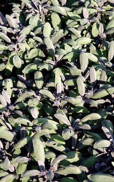Rotlaubiger Salbei | Salvia officinalis 'Purpurascens'