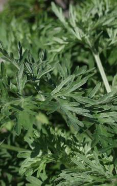 Wermut | Artemisia absinthium
