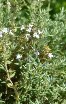 Französischer Thymian | Thymus vulgaris 'Fleur de Provencale'