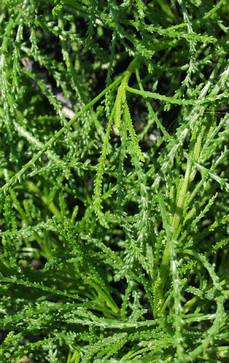 Olivenkraut | Santolina rosmarinifolia