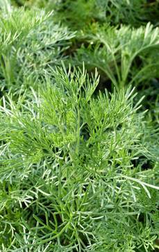 Colastrauch | Artemisia maritima