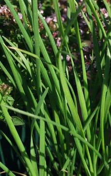 Schnittknoblauch | Allium tuberosum