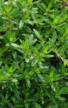 Kaskaden-Thymian | Thymus longicaulis 'Odoratus'